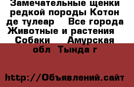 Замечательные щенки редкой породы Котон де тулеар  - Все города Животные и растения » Собаки   . Амурская обл.,Тында г.